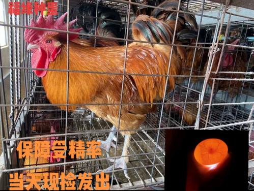 青脚麻鸡最新市场行情?青脚麻鸡市场行情最新消息今天?