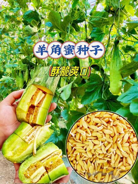 羊角蜜种植时间和方法?羊角蜜种植方法与时间?