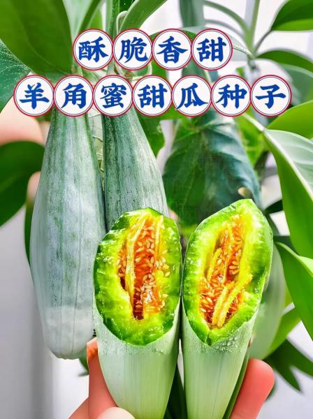 羊角蜜种植时间和方法?羊角蜜种植方法与时间?