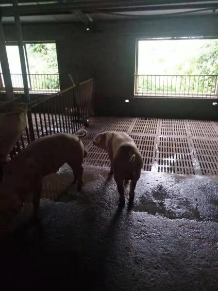 长白母猪配长白种公猪怎么样,长白母猪与长白公猪配种是一元母猪吗?