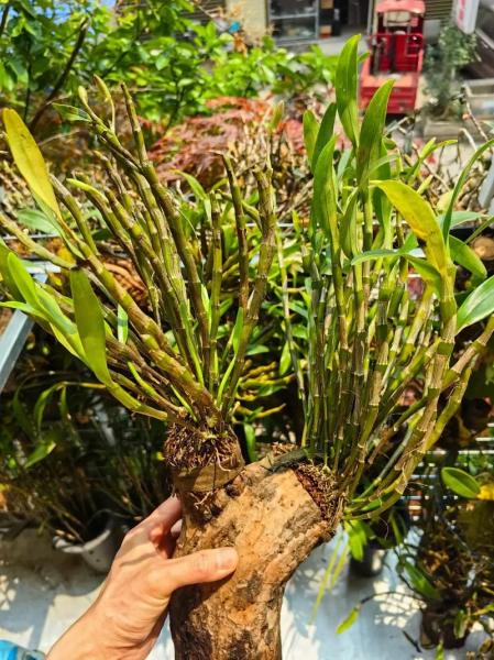 金钗石斛种植方法,金钗石斛如何种植技术