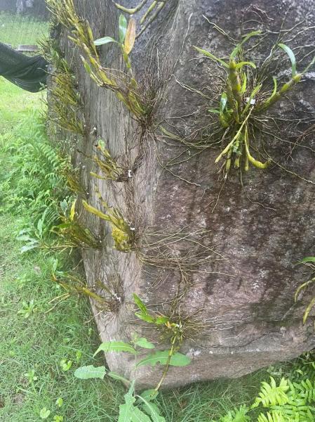 金钗石斛种植方法,金钗石斛如何种植技术