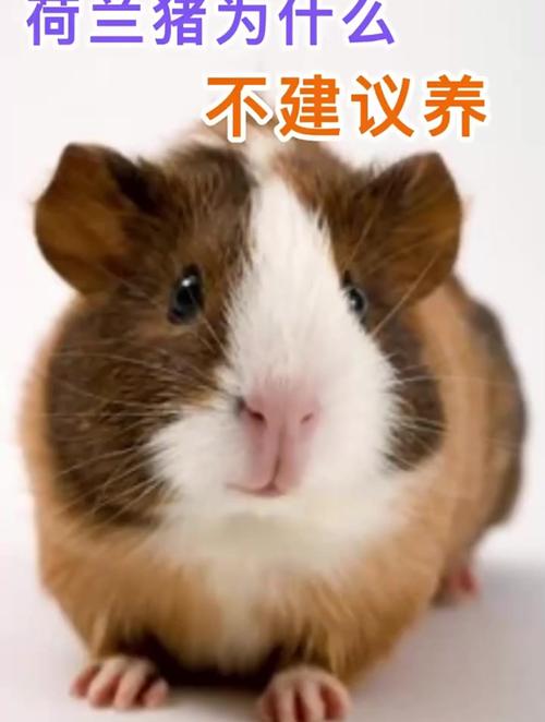 河南猪咬人吗?家猪咬人吗??
