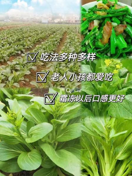 多子多福菜心什么时候种植,多子多福菜品图片大全