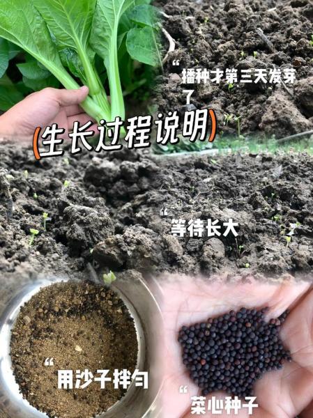 多子多福菜心什么时候种植,多子多福菜品图片大全