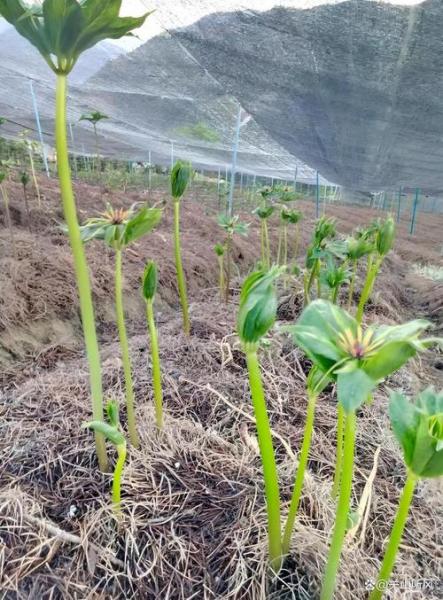 移栽重楼种植方法？移栽重楼种植方法视频？