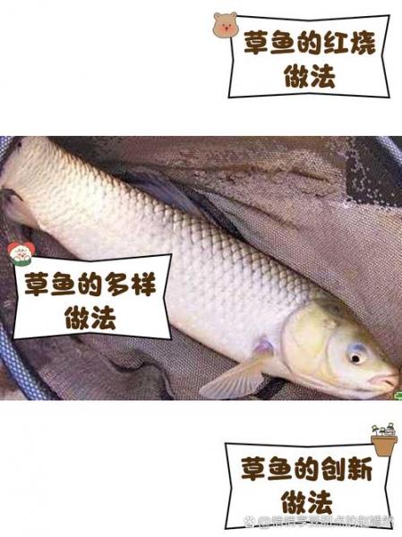 草鱼养殖喂什么?草鱼养殖喂什么食物?