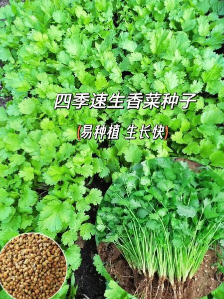 浙江香菜种植方法和时间?浙江香菜种植方法和时间图片?