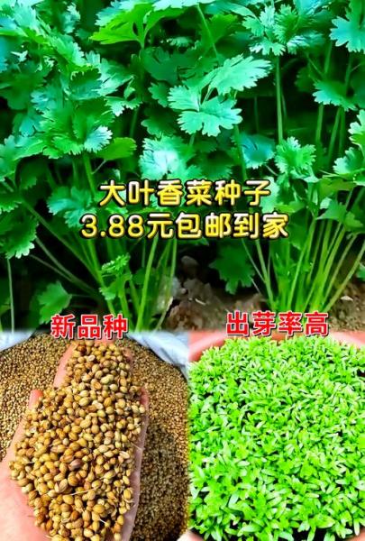 浙江香菜种植方法和时间?浙江香菜种植方法和时间图片?