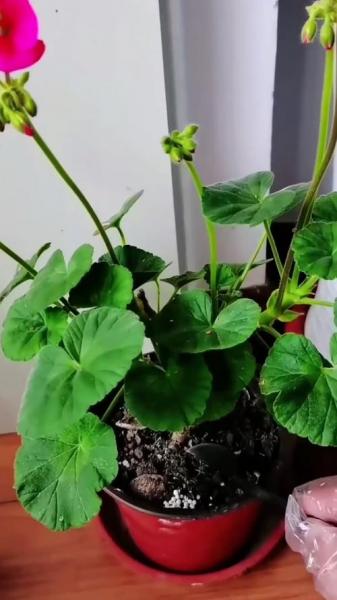 香叶天竺葵的养殖方法,香叶天竺葵的养殖方法和注意事项?
