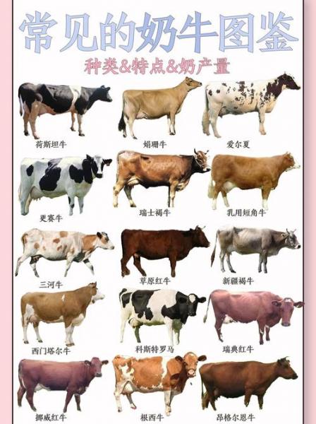 奶牛养殖的新方法,奶牛的养殖基本技术