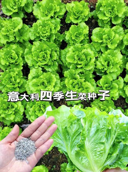生菜种植温度保持多少度合适,种生菜适合的温度