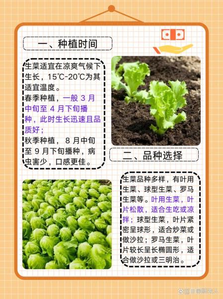 生菜种植温度保持多少度合适,种生菜适合的温度