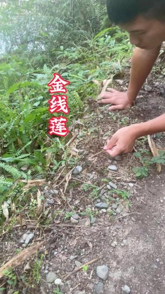 金线莲的种植方法?金线莲的种植方法教程?