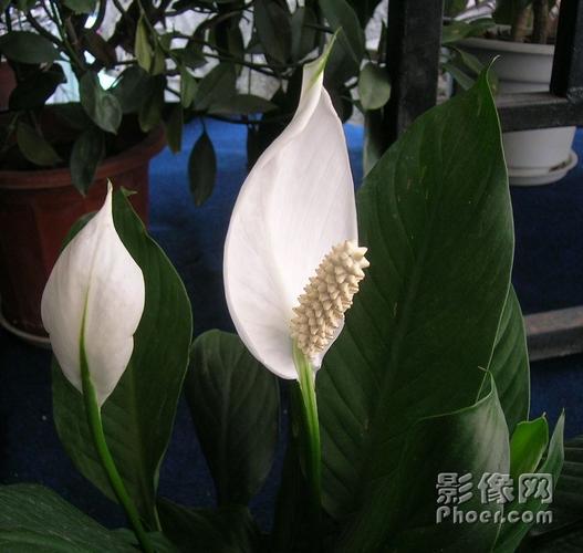 一帆风顺的叶子有毒吗,一帆风顺枝叶有毒吗
