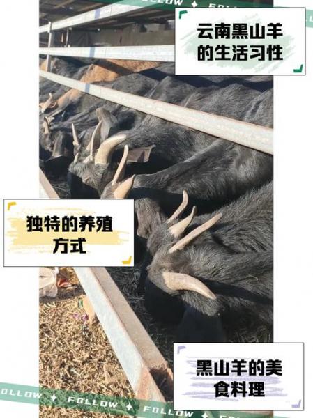 云南黑山羊价格是多少,云南的黑山羊卖多少一斤