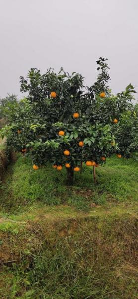 四川水果种植基地有哪些,四川水果种植新品种及前景?