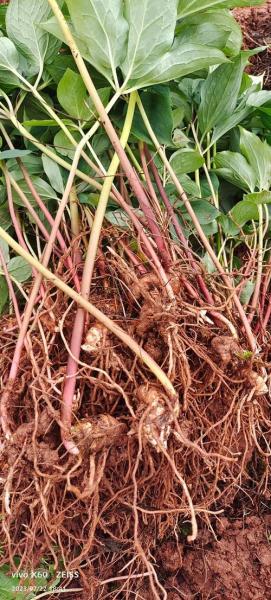 重楼种植气候条件,重楼的种植气候及土质