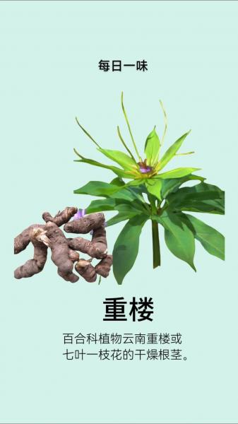 重楼种植气候条件,重楼的种植气候及土质
