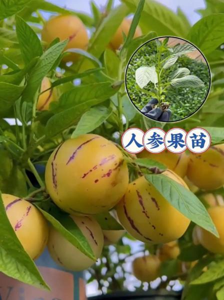 人参果北方能种植吗,人参果适合北方种植吗?