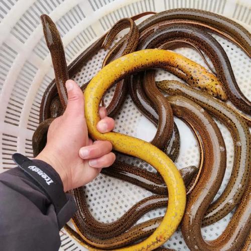 江西黄鳝价格最新价格行情,江西养黄鳝基地在哪里