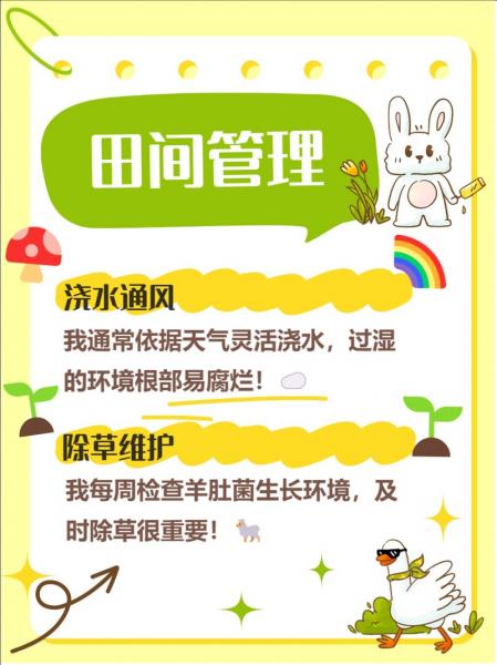 羊肚菌如何种植技术,羊肚菌种植技术视频教程?