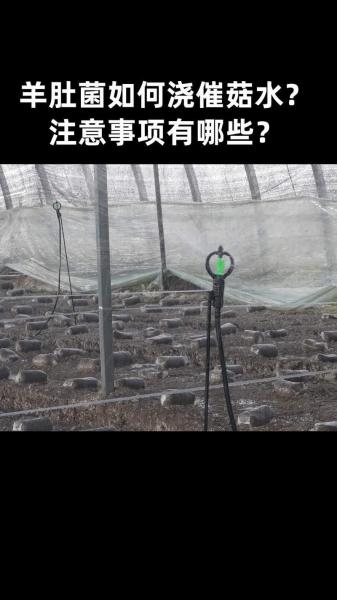 羊肚菌如何种植技术,羊肚菌种植技术视频教程?