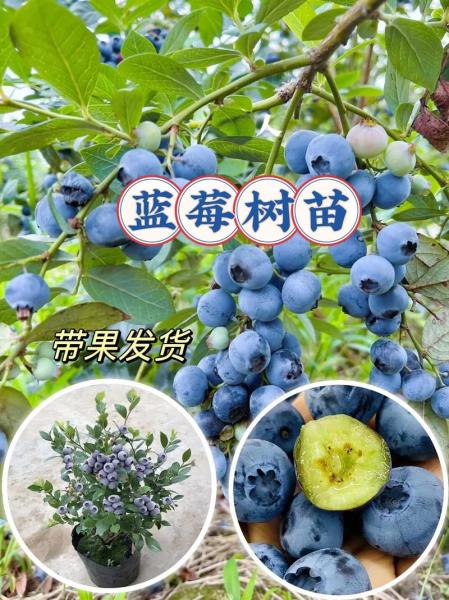 蓝莓苗怎么种植和养护?蓝莓苗怎么种植方法如下?