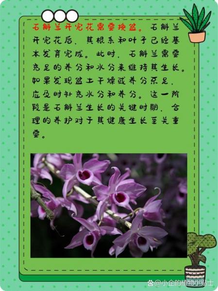 石斛种植方法和时间表?石斛的种植技术?