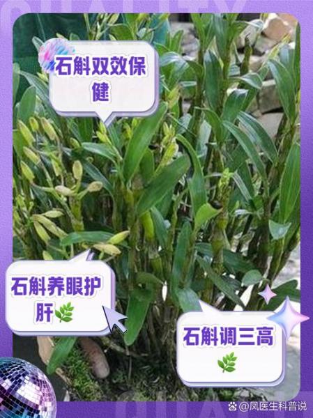 石斛种植方法和时间表?石斛的种植技术?
