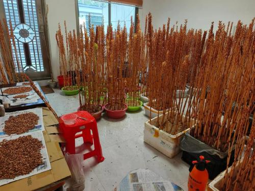 天麻适合什么地方种植，天麻适合什么地方种植,在大棚里它的温度是需要多少？