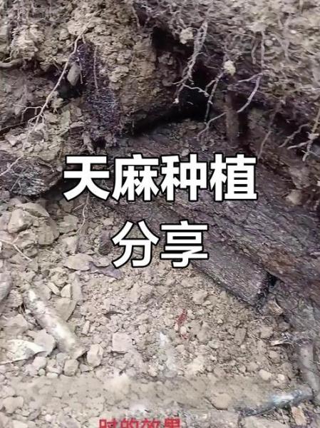 天麻种植技术和条件,天麻种植方法及步骤
