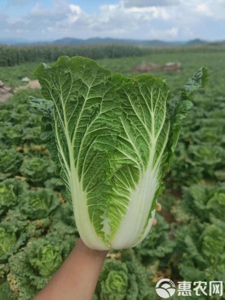 云南白菜价格最新行情,云南白菜价格最新行情分析