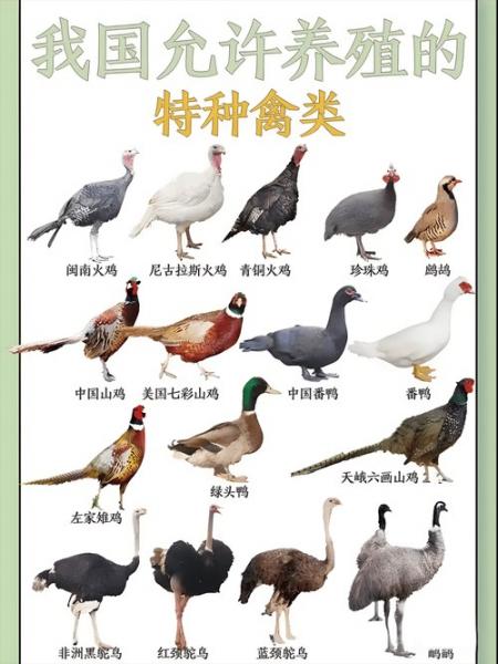 特种养殖项目有哪几种,特种养殖需要什么手续怎么办?