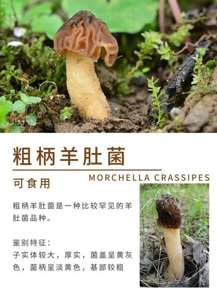 野生羊肚菌价值多少一斤,野生羊肚菌价值多少一斤图片?