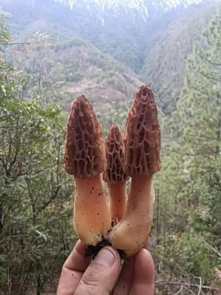 野生羊肚菌价值多少一斤,野生羊肚菌价值多少一斤图片?