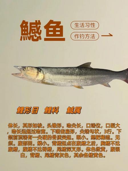 鳡鱼是什么鱼啊,䱻鱼是什么鱼?