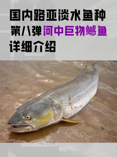 鳡鱼是什么鱼啊,䱻鱼是什么鱼?