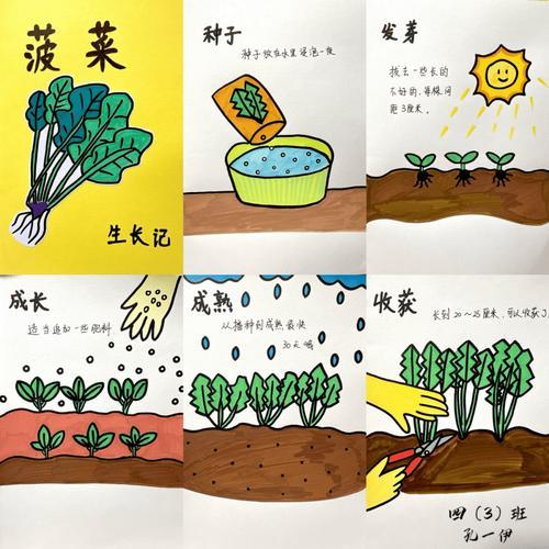 菠菜的种植方法和注意事项,菠菜的种植方法和注意事项有哪些?