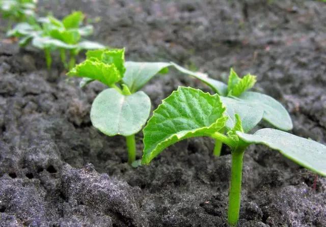 黄瓜种植全过程,黄瓜种植过程观察日记
