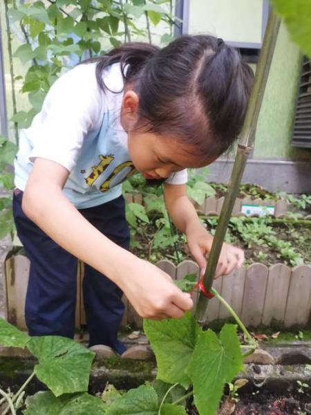 黄瓜种植全过程,黄瓜种植过程观察日记