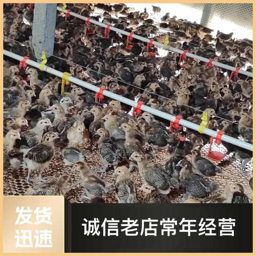 今日肉鸡苗肉毛鸡最新报价,今日肉毛鸡苗价格?