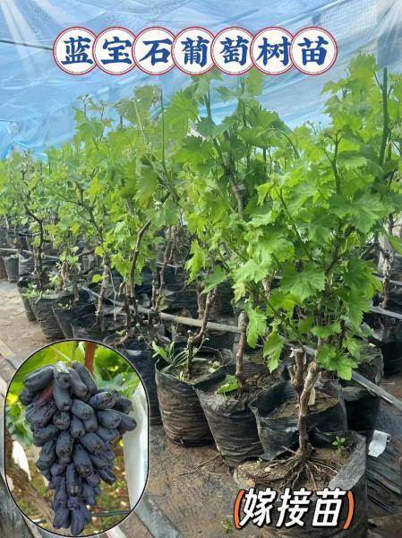 盆栽葡萄苗种植方法,盆栽葡萄栽培方法?