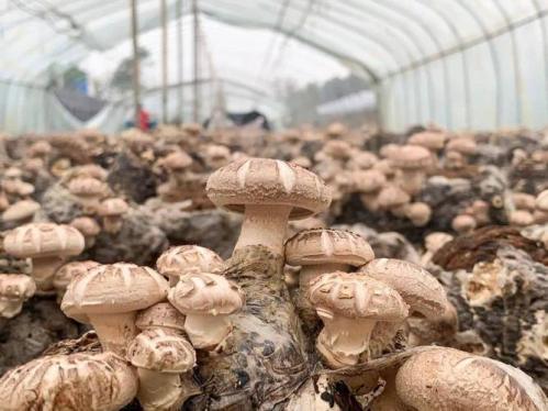 香菇种植技术难度?香菇种植技术难度大吗?