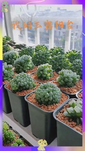 玉露多肉的养殖方法和注意事项,玉露多肉植物的养殖方法