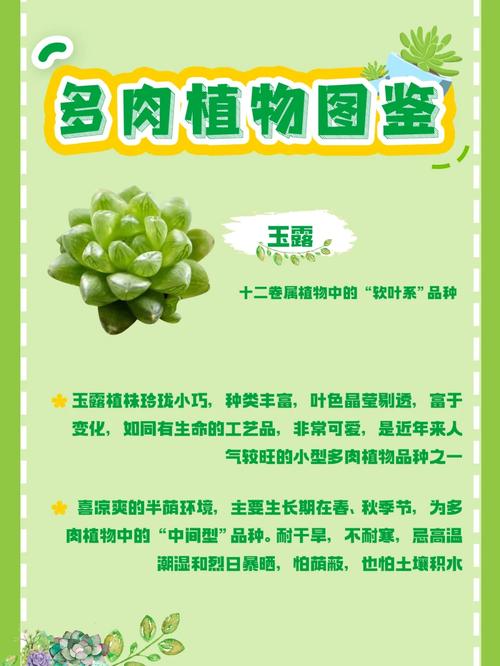 玉露多肉的养殖方法和注意事项,玉露多肉植物的养殖方法