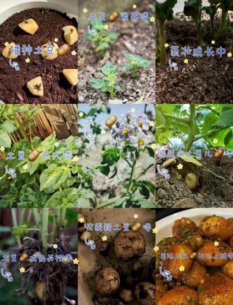 土豆的栽种方法,土豆的栽种方法及注意事项