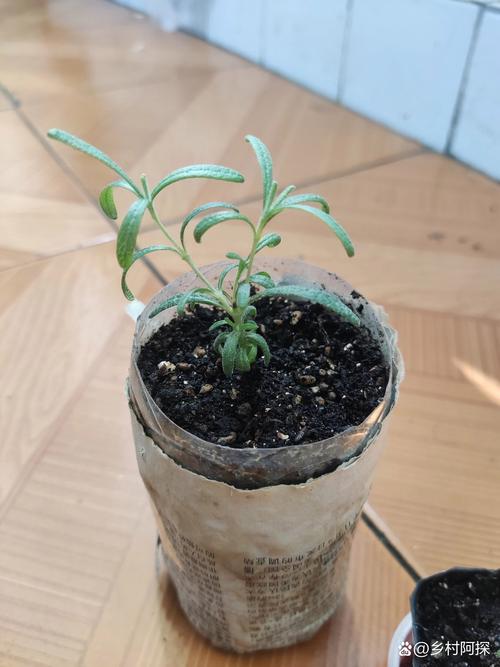 迷迭香种植方法,迷迭香种植方法视频