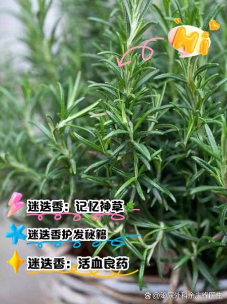 迷迭香种植方法,迷迭香种植方法视频