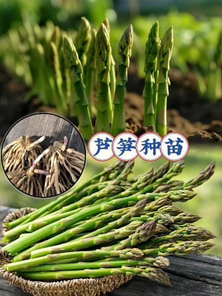 芦笋种植前景怎样,芦笋种植前景如何